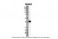 GNAI3 antibody - middle region